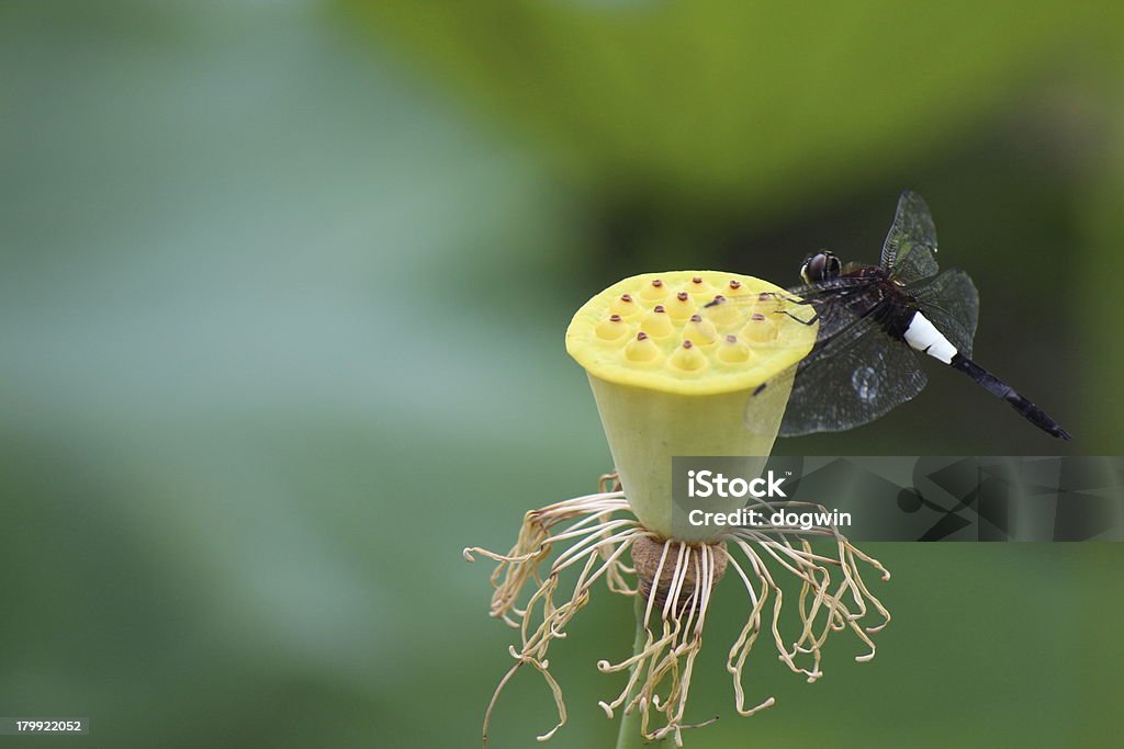 Lotus e libellula - Foto stock royalty-free di Ambientazione esterna