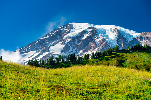 Amazing landscape of Mount Rainier National Park in summer season, Washington - USA