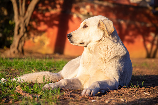 Purebred Golden Retriever dog outdoors on a sunny summer day.