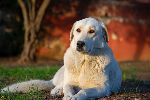 Image of a white stray dog