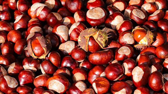 Background of chestnuts. Top view.