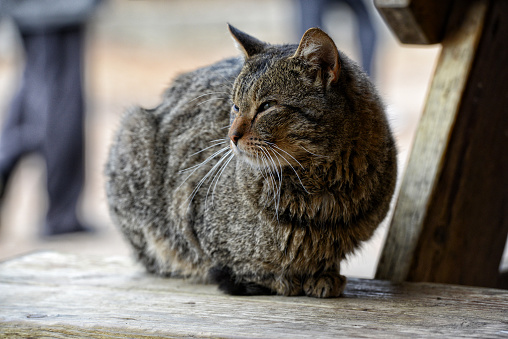 Farm cat sitting on a bench.