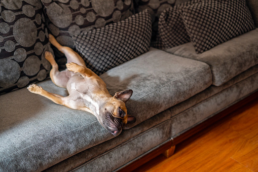 Portrait of a French bulldog dog lying on the sofa relaxing.