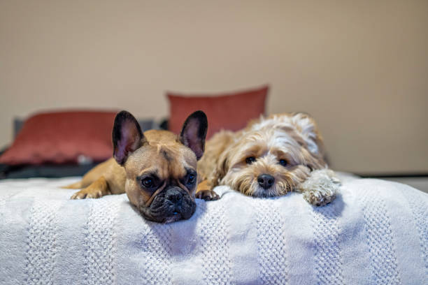 istock Dogs resting on the bed. 1799288193