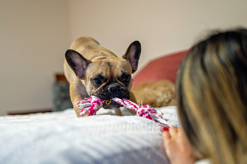 Latin woman playing with her French bulldog dog with a dog toy on the couch, having fun.  
dog toy on the sofa, having fun. concept of trust and friendship with pets.