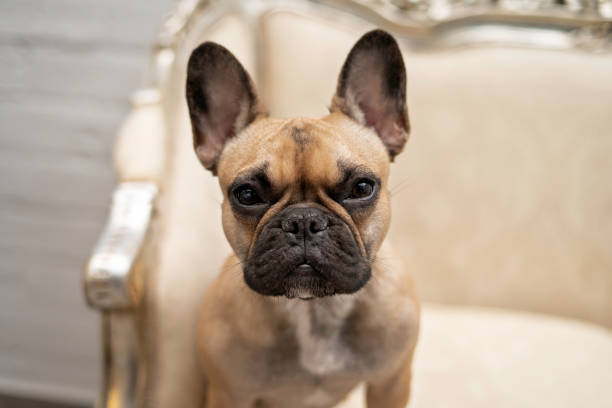 istock French bulldog dog sitting relaxing on sofa relaxing. 1799290793