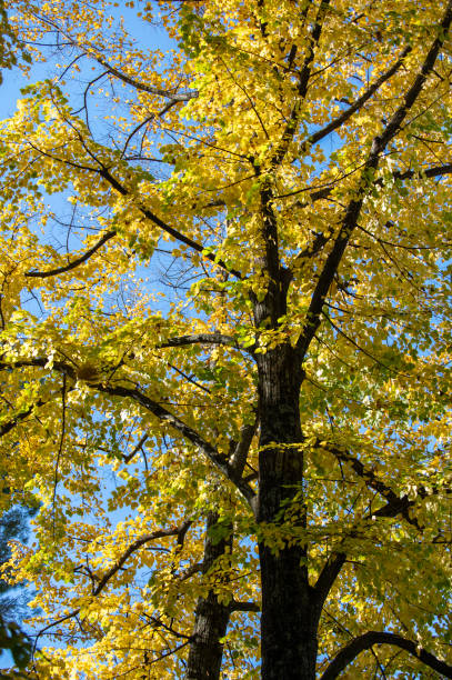 istock Pianta in autunno 1799299652