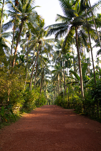 This image features Sahakari Spice Farm, nestled in the lush landscape of Goa. The farm is renowned for its organic cultivation of a wide variety of spices, tropical fruits, and medicinal herbs. The photograph showcases the verdant greenery of the farm, with rows of spice plants and trees under the Goan sun. The image aims to capture the essence of this eco-friendly spice farm, highlighting its role in sustainable agriculture and its contribution to Goa's rich agricultural heritage. It offers viewers a glimpse into the serene and natural beauty of the farm, reflecting the importance of traditional farming methods in modern times.