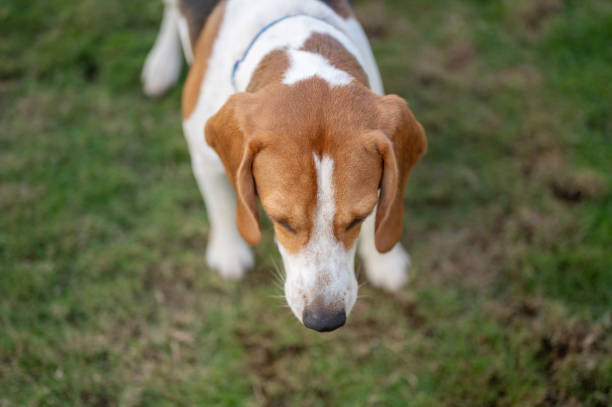 istock Beagle dog above top view 1799303806