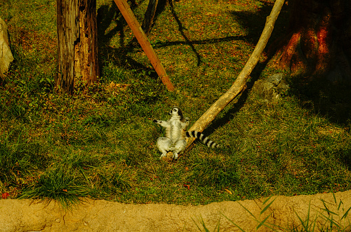 A selective focus shot of a lemur on a green background, the portrait of a ring-tailed lemur