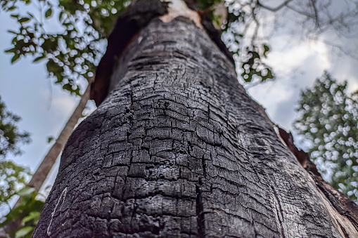 Closeup of tree trunk