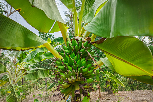 Nearly ripe bananas on the tree