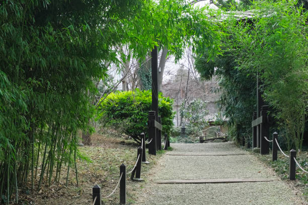 istock Japanese bamboo green park alley 1799408703