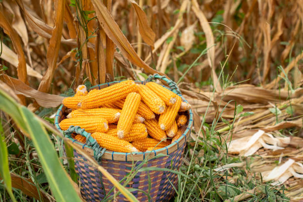 Free Stock Photo of Bucket Full of Corn in Field | Download Free Images ...