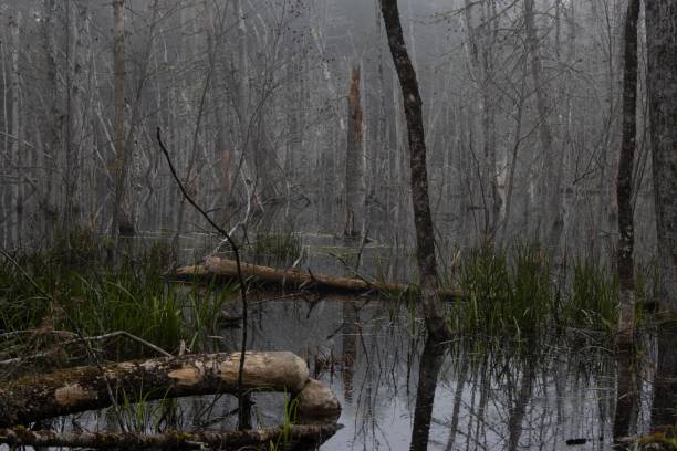 istock Morning fog is reflected in a marsh 1799425344