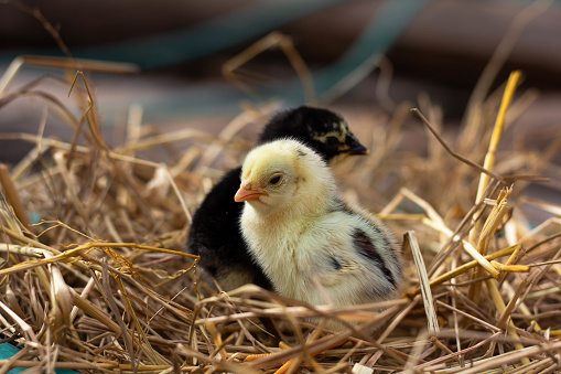 Yellow and black chicks on the straw.