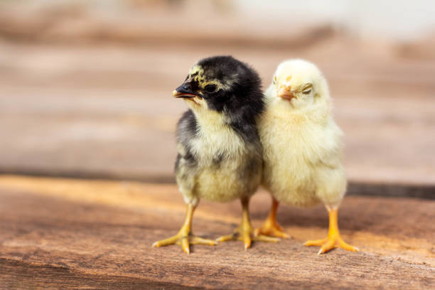 istock Yellow and black chicks on the wooden table 1799431005