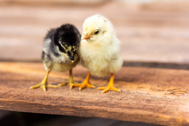istock Yellow and black chicks on the wooden table. 1799431517