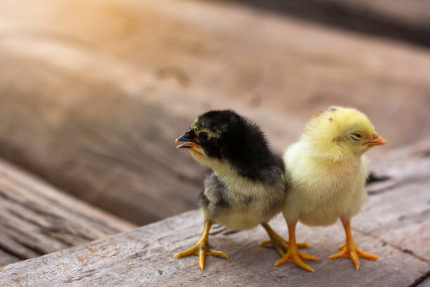 istock Yellow and black chicks on the wooden table 1799431521
