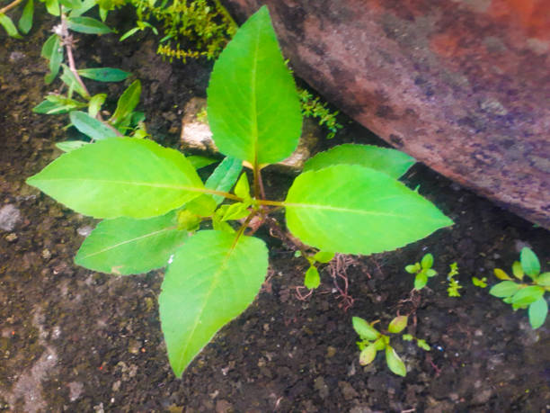 wild plants in the village