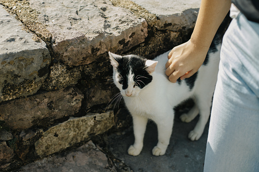 Cute white and black cat near a stone wall on a street. Portrait of a street cat.