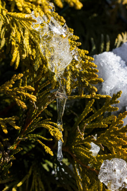 icicle on a tree branch in december stock photo