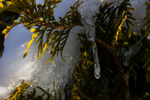 icicle on a tree branch in december stock photo