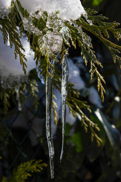 icicle on a tree branch in december stock photo