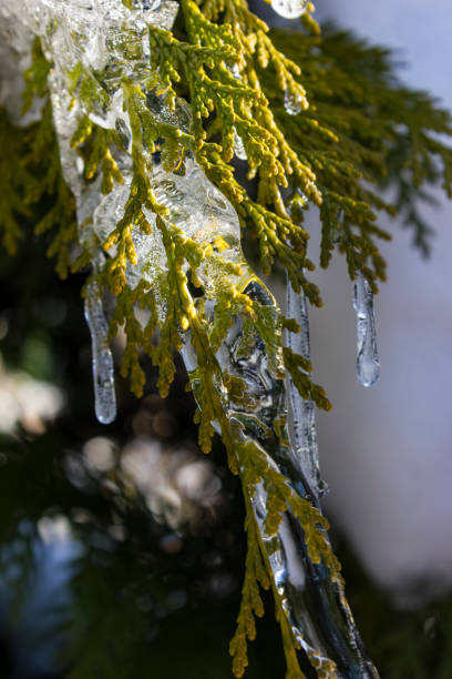 icicle on a tree branch in december stock photo