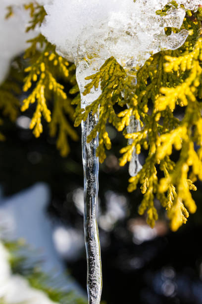 icicle on a tree branch in december stock photo