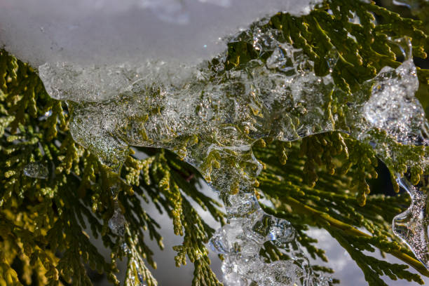 icicle on a tree branch in december stock photo