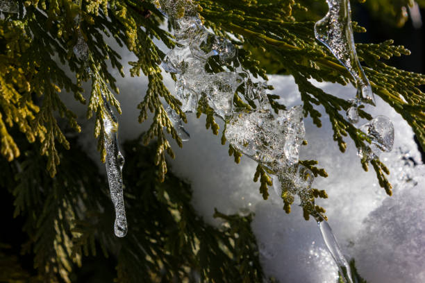 icicle on a tree branch in december stock photo