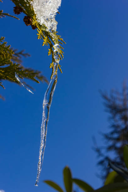 icicle on a tree branch in december stock photo