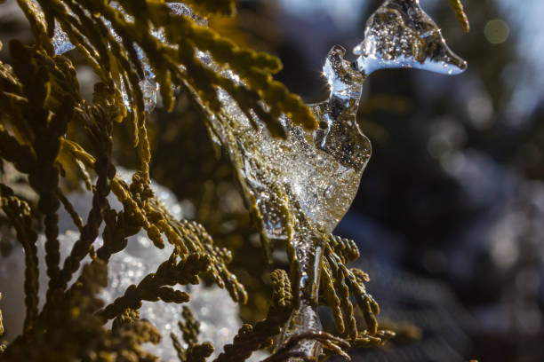 istock icicle on a tree branch in december 1799495759