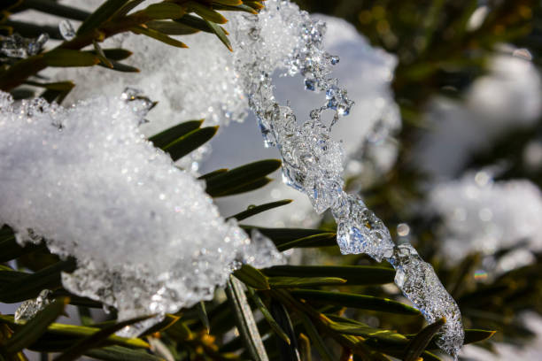 icicle on a tree branch in december stock photo