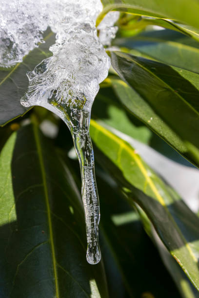 icicle on a tree branch in december stock photo