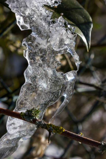 icicle on a tree branch in december stock photo