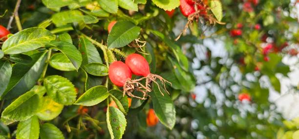 istock A rose hip (Rosa canina) bush bearing ripe rose hips (Rosa canina). 1799499519