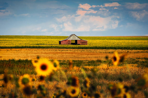 Old Rustic Barn in Sunflower Farm Field in Colorado