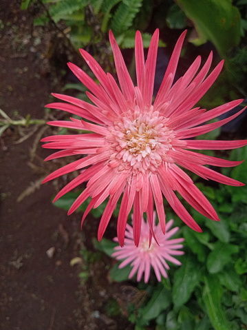 pink Barberton Daisy Gerbera Flower