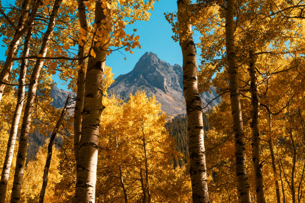 San Juan Mountain Peak Framed in Autumn Aspen Trees