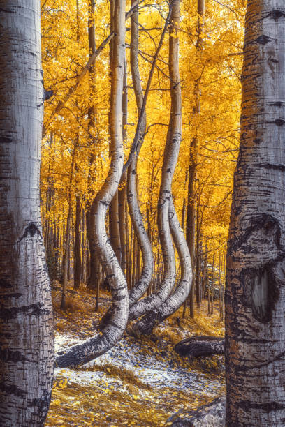 istock Naturally framed dancing aspen trees in Colorado 1799519112