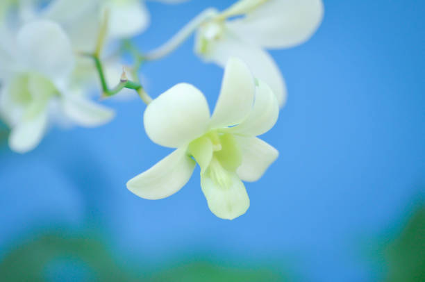 wild orchids in a botanical garden