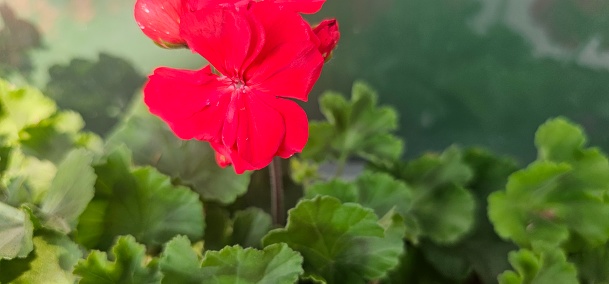horizontal abstract shot of red geranium flower in nature.selective focus on petals.