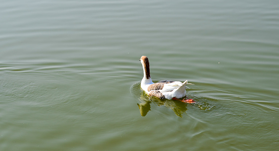 Duck swimming on the lake in sunny day.