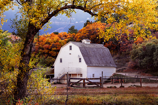 Rustic White Barn wrapped in autumn forest in Colorado Springs Rock Ledge Ranch
