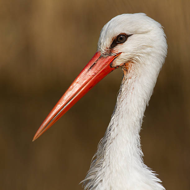 istock Close-up of a stork 179954591