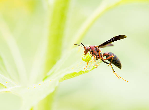 istock Red Paper Wasp with food,close up 179954975