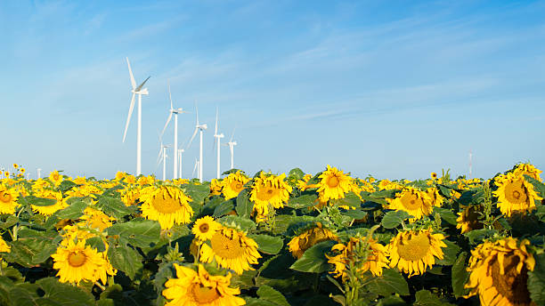 istock Wind turbines and sunflowers 179955155