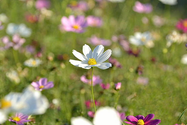 Cosmos stock photo